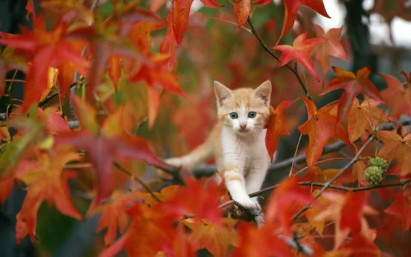 HD wallpaper featuring a ginger kitten perched among vibrant fall leaves. The baby animal's curious expression adds charm to the autumn background.