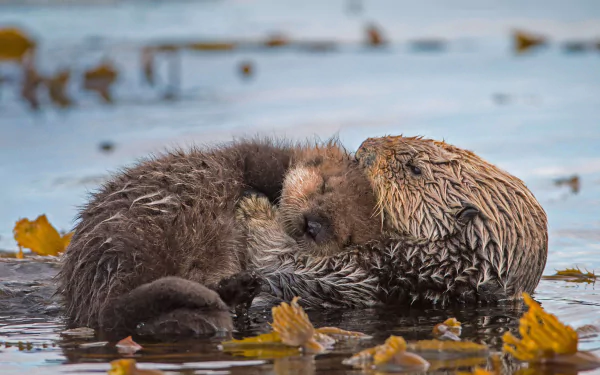 A tender moment between a baby otter and its parent resting in water, captured in 4K Ultra HD as a stunning PC desktop wallpaper background.