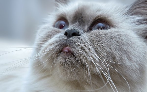 Animal Cat HD Wallpaper | Background Image