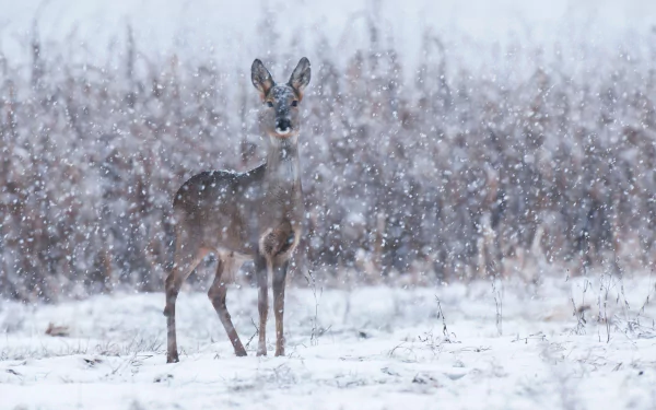 roe deer winter snow Animal deer winter animals HD Desktop Wallpaper | Background Image
