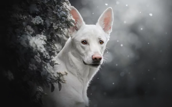 dog Animal White Shepherd HD Desktop Wallpaper | Background Image
