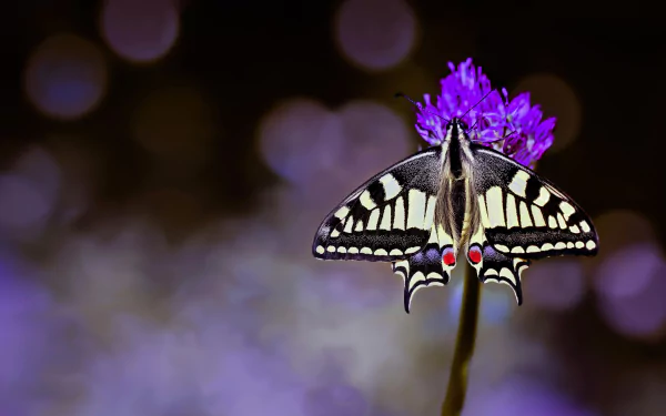 insect butterfly macro flower Animal swallowtail butterfly HD Desktop Wallpaper | Background Image