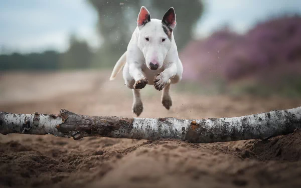 dog Animal bull terrier HD Desktop Wallpaper | Background Image