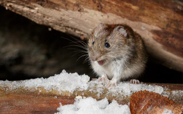  Bank vole by Hanna Knutsson