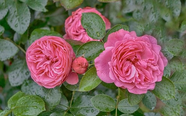 Terre/Nature Rose Fleurs Fleur Gouttes de pluie Fond d'écran HD | Image