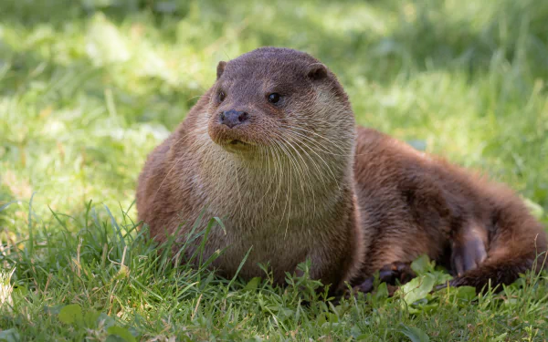Animal otter HD Desktop Wallpaper | Background Image