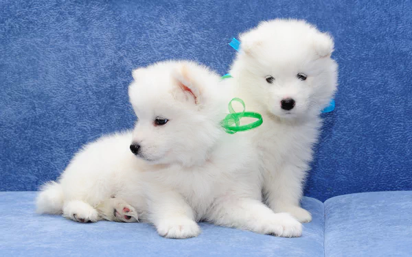 puppy dog Animal samoyed HD Desktop Wallpaper | Background Image