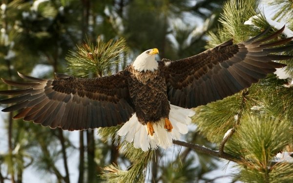 Animal Bald Eagle Birds Eagles Bird Wings HD Wallpaper | Background Image