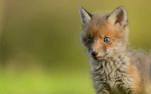 Animal Fox Muzzle Cub Baby Animal HD Wallpaper | Background Image