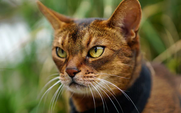 muzzle abyssinian cat Animal cat HD Desktop Wallpaper | Background Image