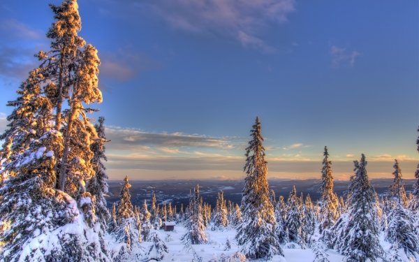Earth Winter Snow Spruce Norway HD Wallpaper | Background Image