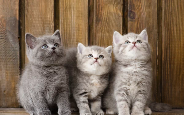 kitten Animal British Shorthair HD Desktop Wallpaper | Background Image