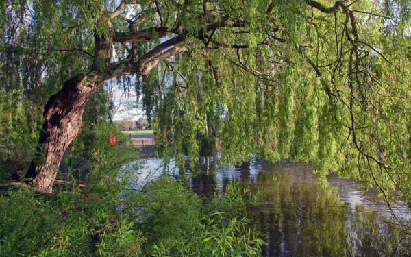 willow river England nature tree HD Desktop Wallpaper | Background Image