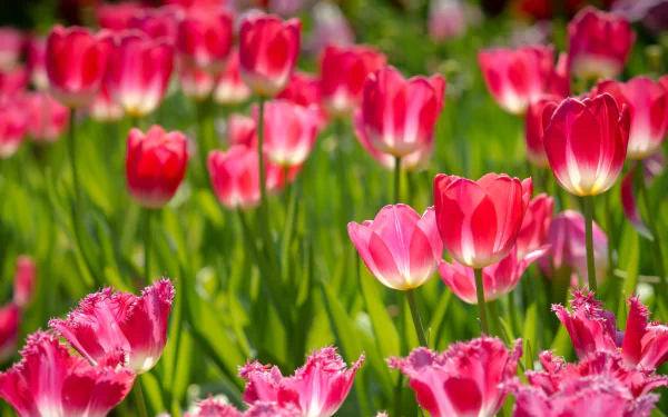 bud pink flower nature tulip flower HD Desktop Wallpaper | Background Image