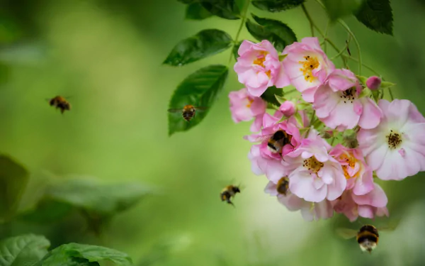 blossom rose insect flower macro Animal bumblebee HD Desktop Wallpaper | Background Image