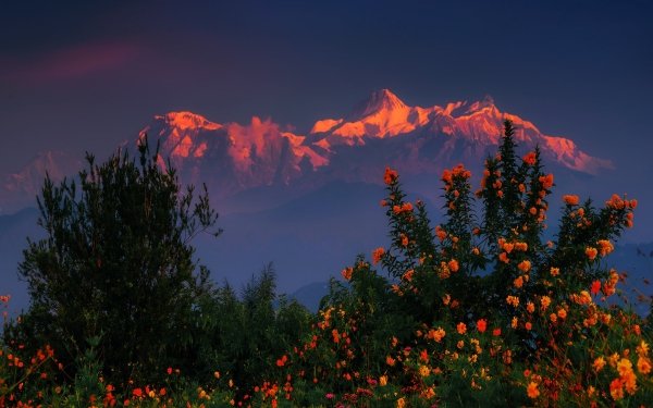 Nature Himalayas Mountains Sunset Flower Mountain Bush Nepal HD Wallpaper | Background Image