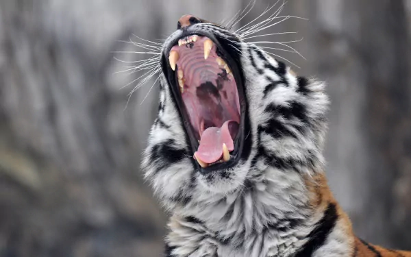  Roaring White Tiger