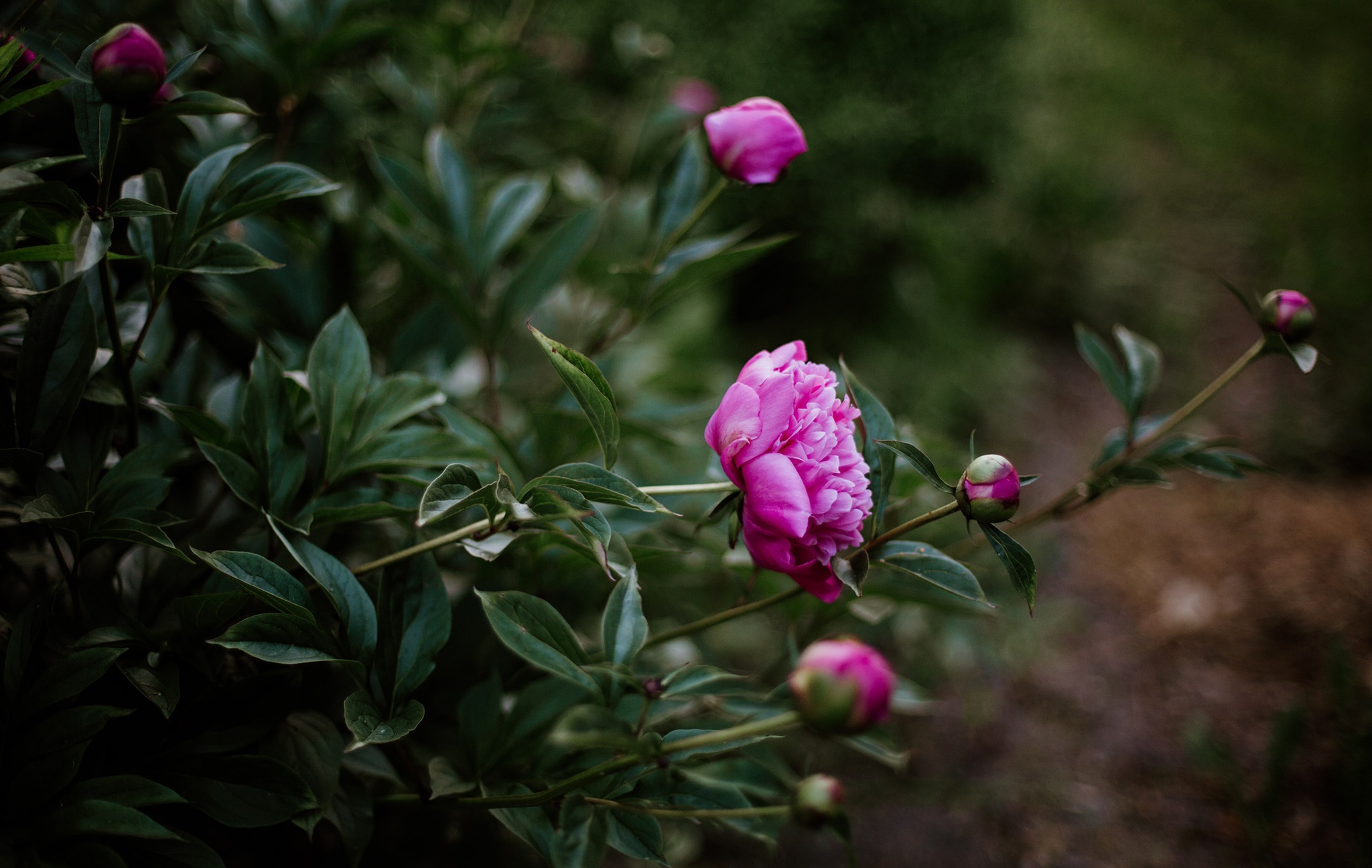 Download Pink Flower Blossom Bud Nature Peony HD Wallpaper