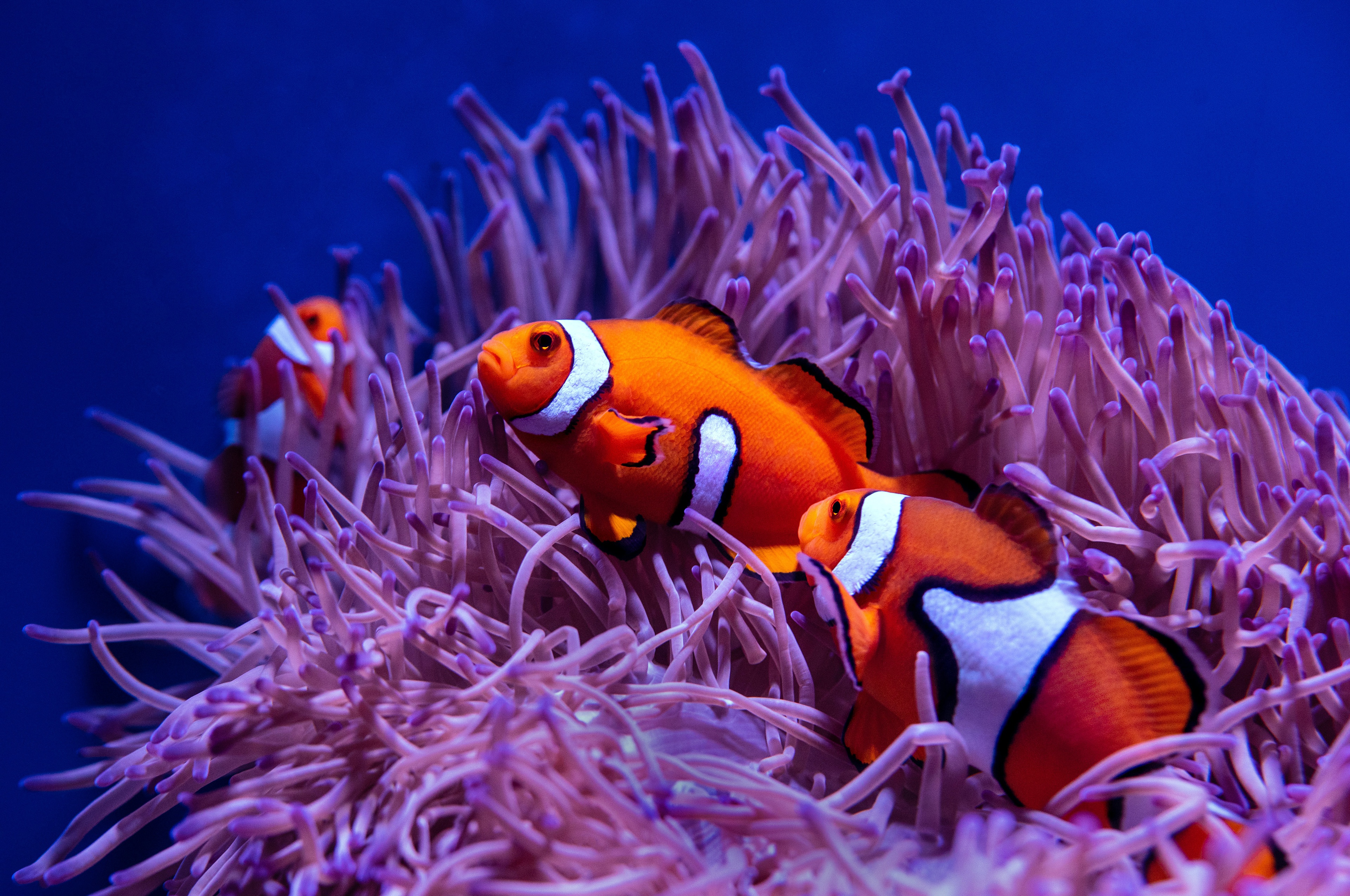 Colorful Clownfish Fishes Underwater Near Coral Reef HD Clownfish Wallpapers   HD Wallpapers  ID 75988