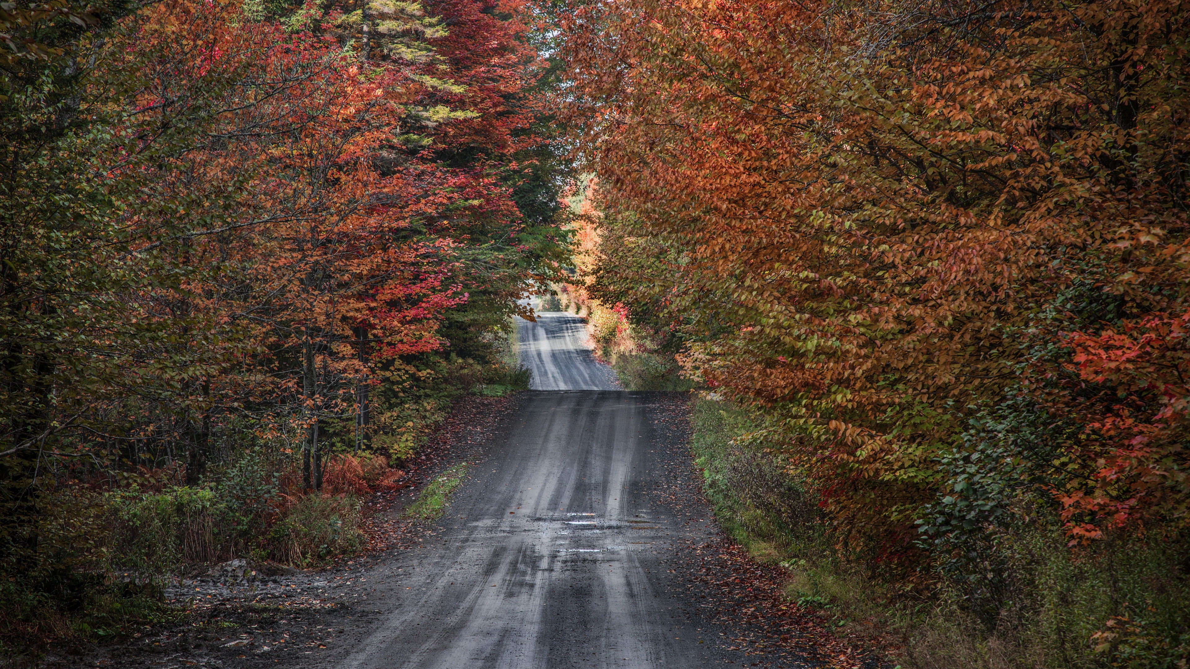 Download Forest Fall Man Made Road 4k Ultra HD Wallpaper