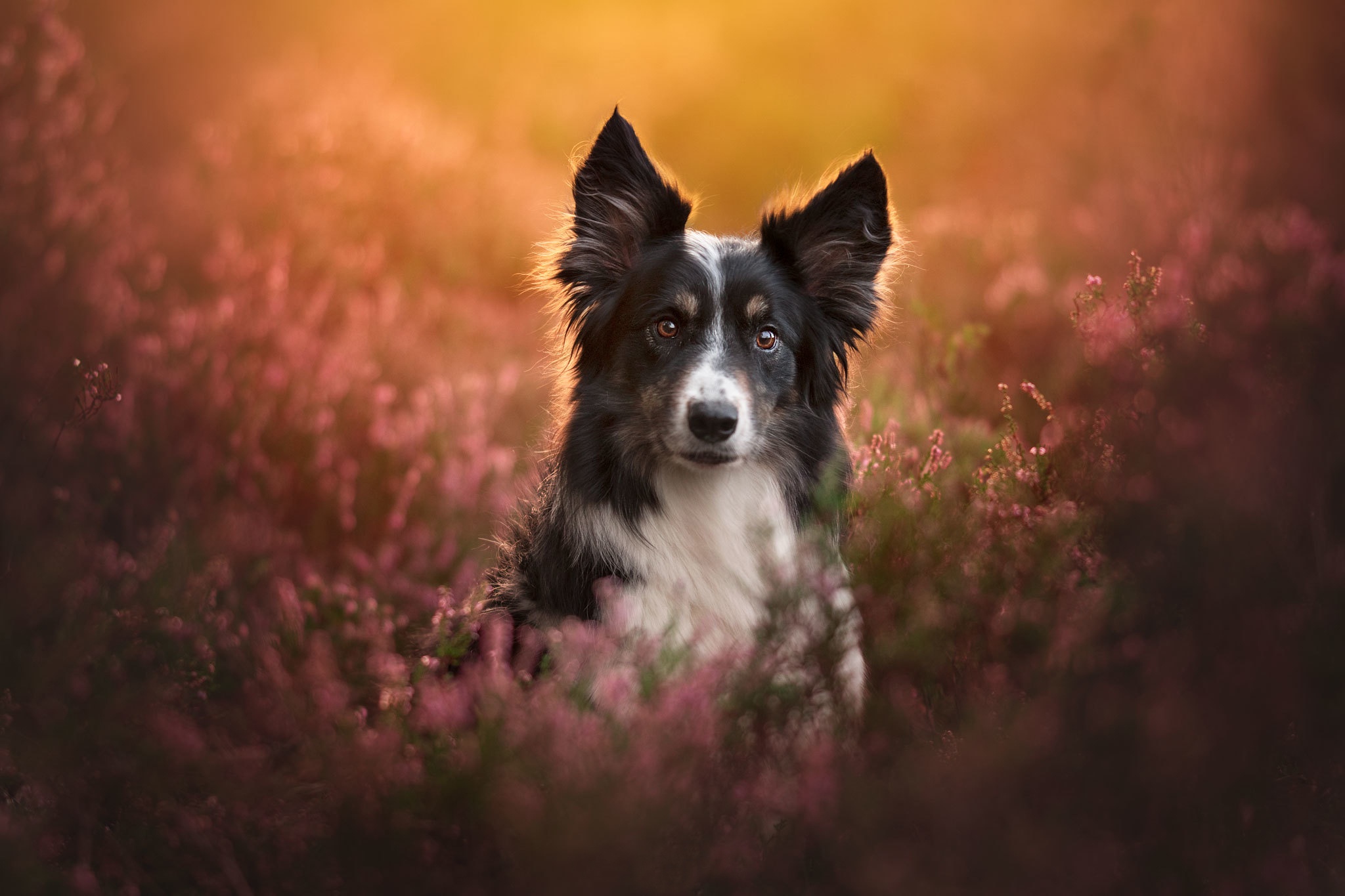 Download Dog Animal Border Collie Hd Wallpaper