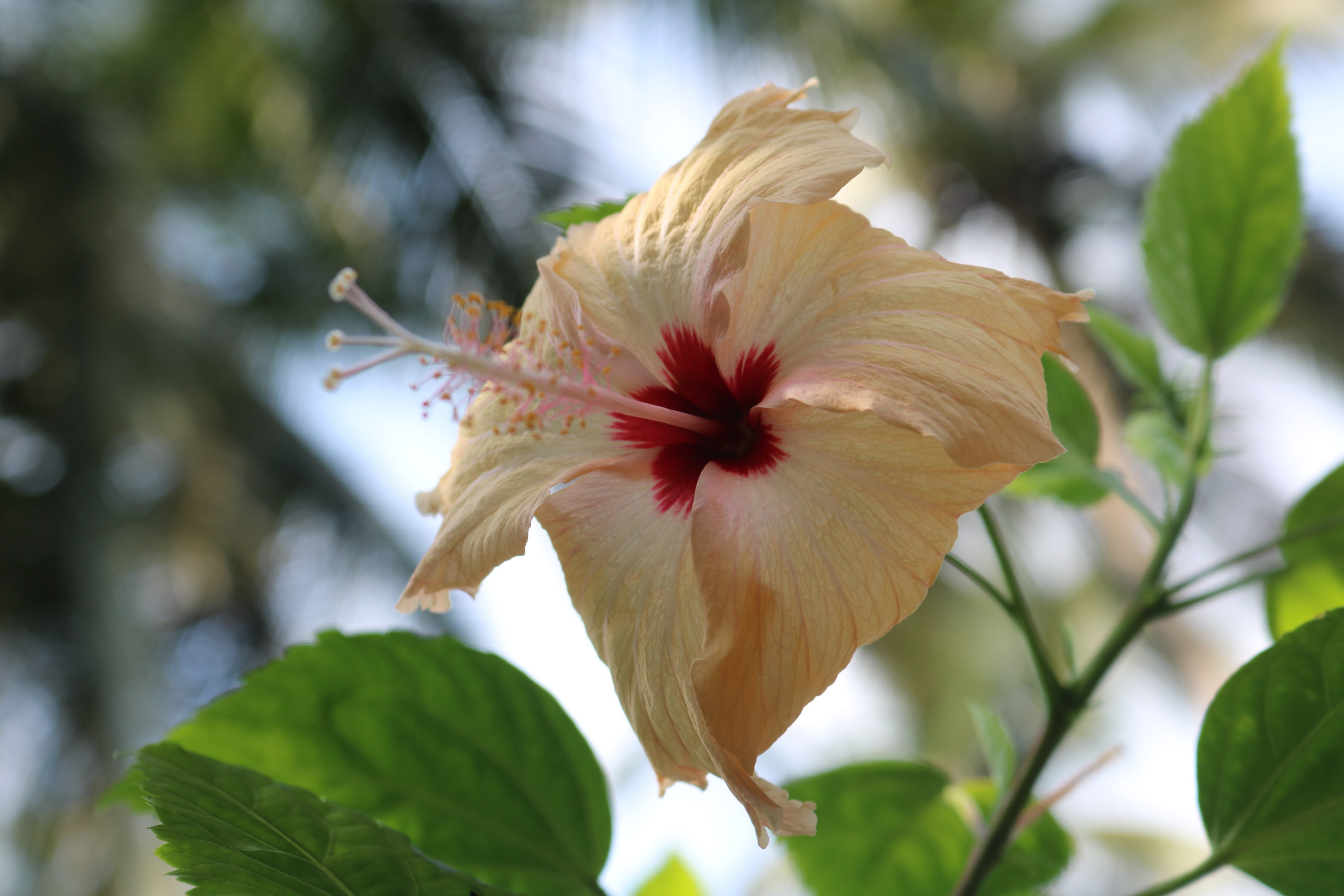 Download Macro Flower Nature Hibiscus HD Wallpaper