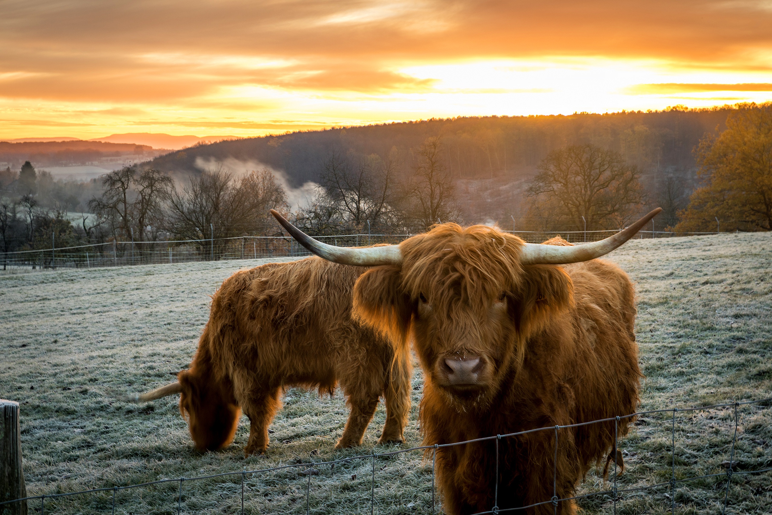 Majestic Highland Cows Grazing Beyond Morning Fences – HD Pasture Wallpaper, image size:2560x1707
