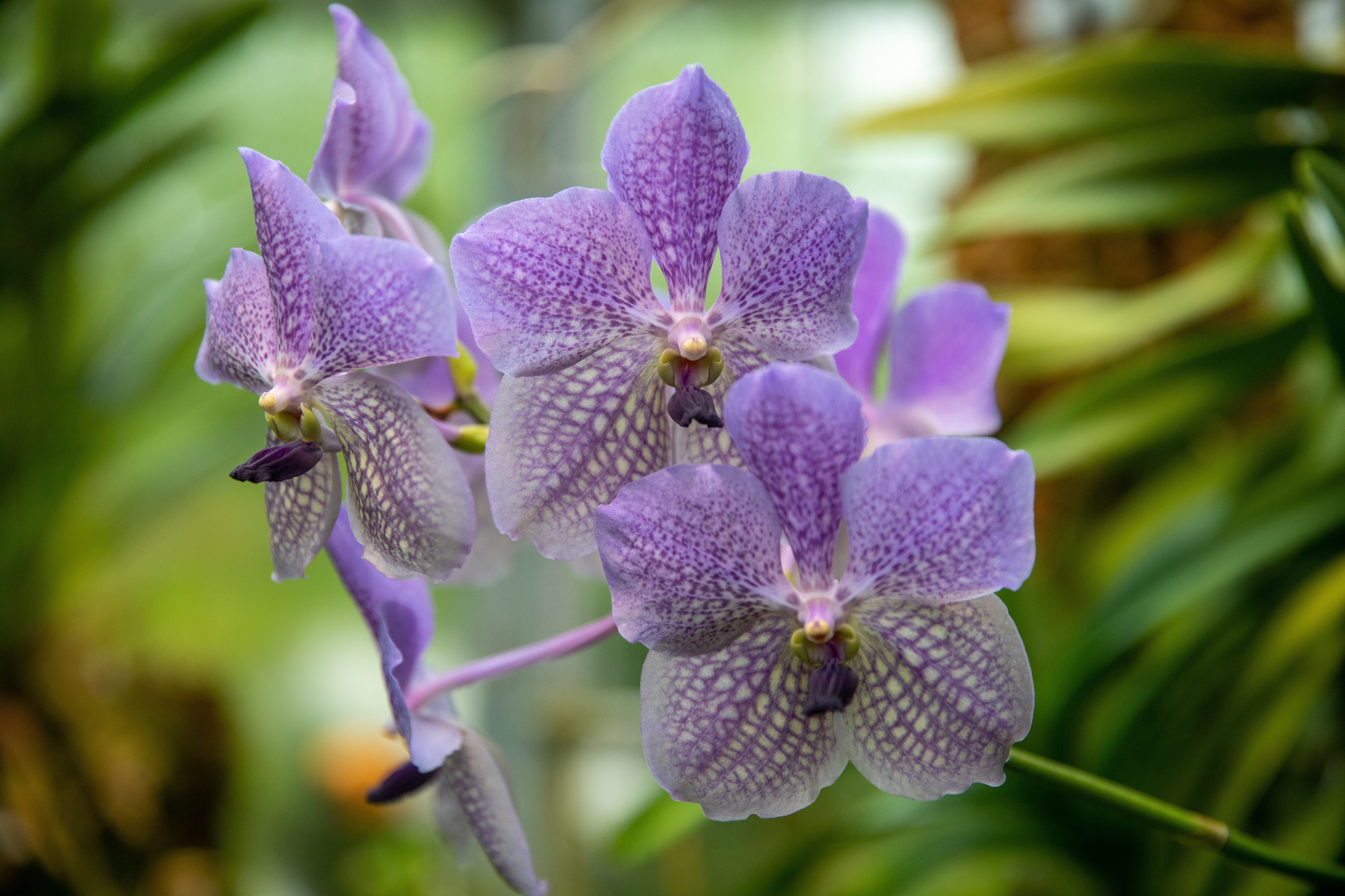 Orchid 4k Ultra HD Wallpaper