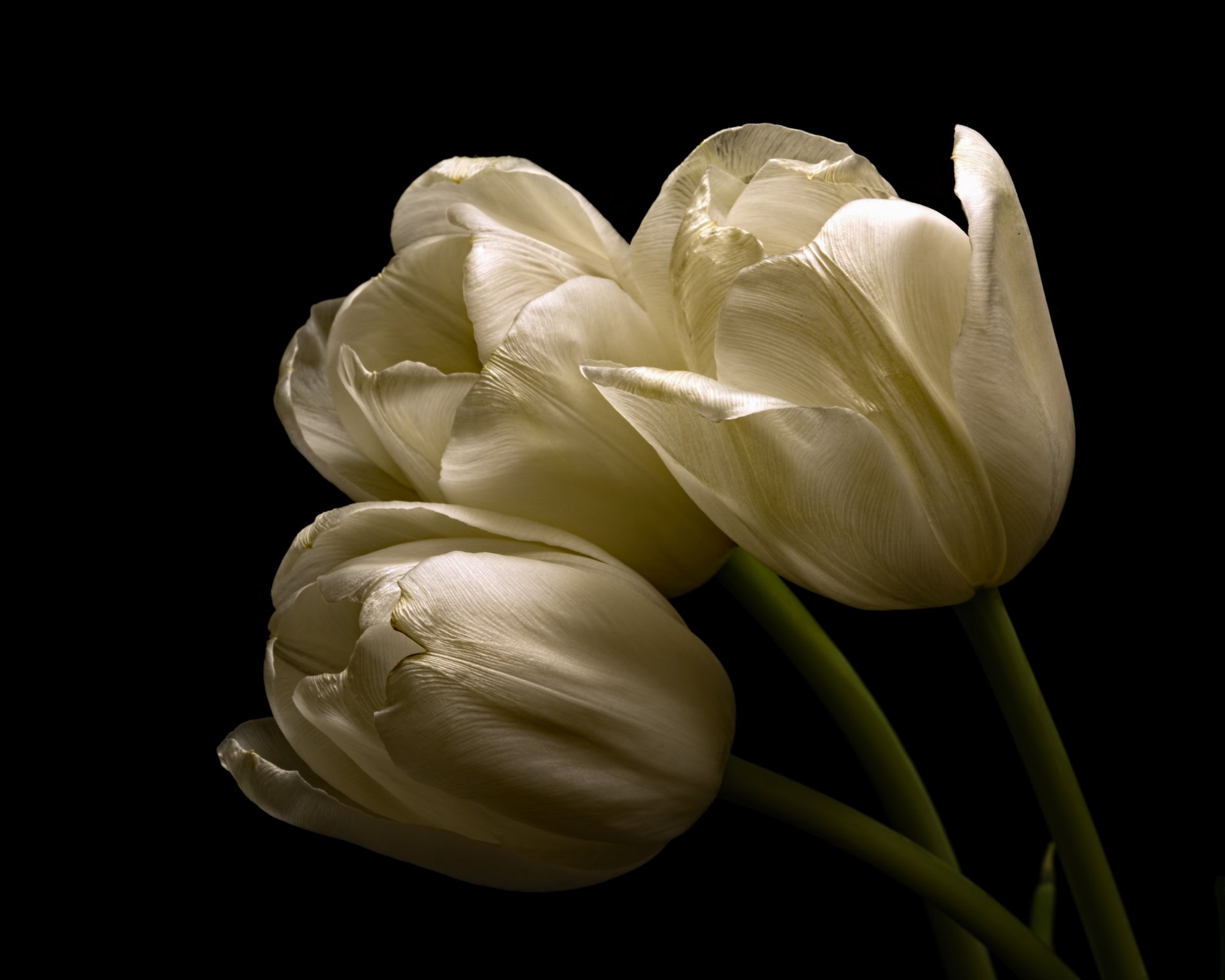 Download White Flower Flower Nature Tulip 4k Ultra HD Wallpaper