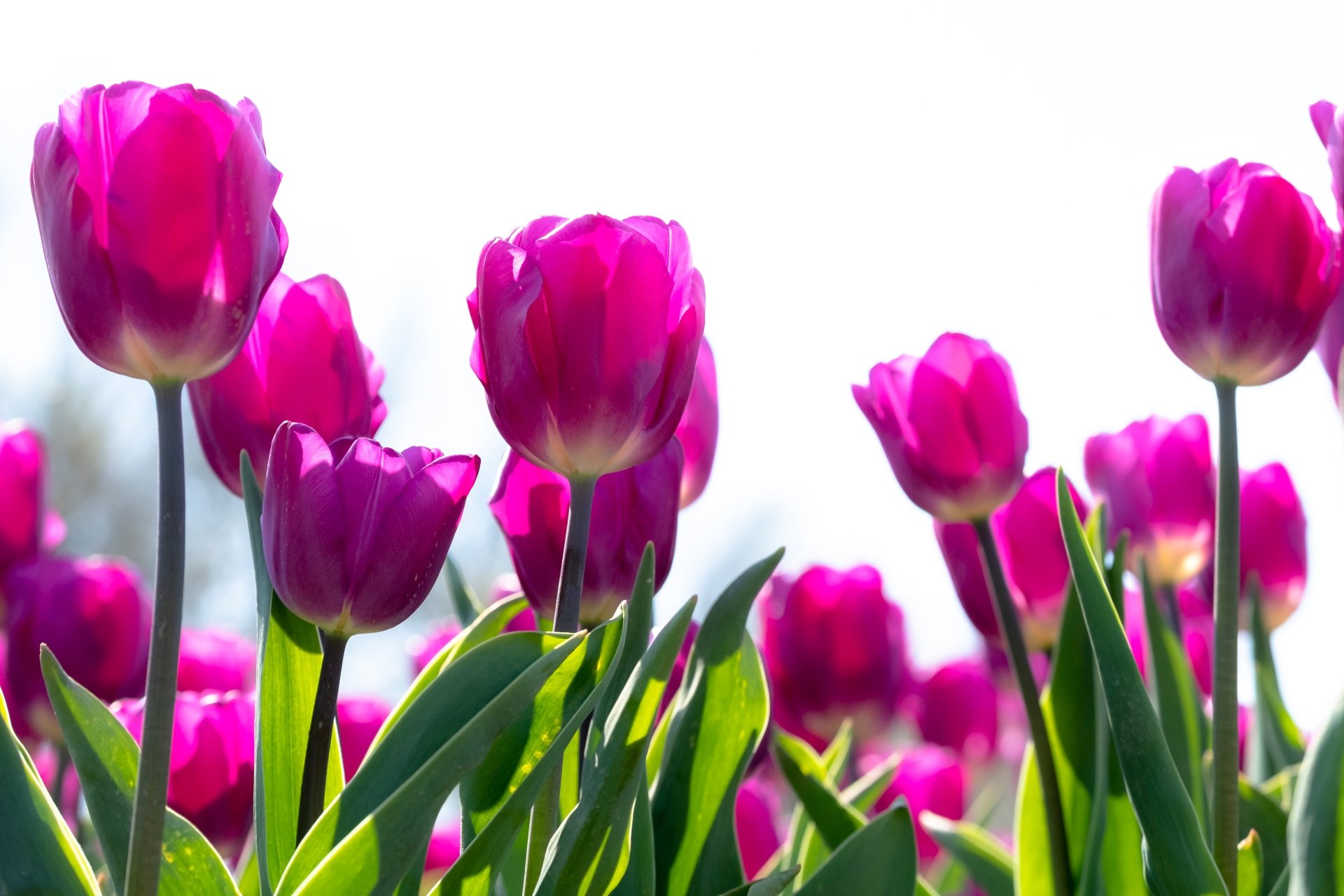 Download Flower Nature Tulip 4k Ultra HD Wallpaper