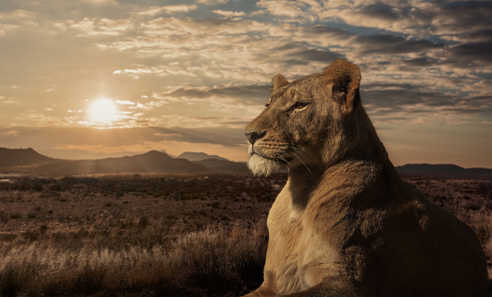 Download Lioness Savanna Sunset Animal Lion HD Wallpaper