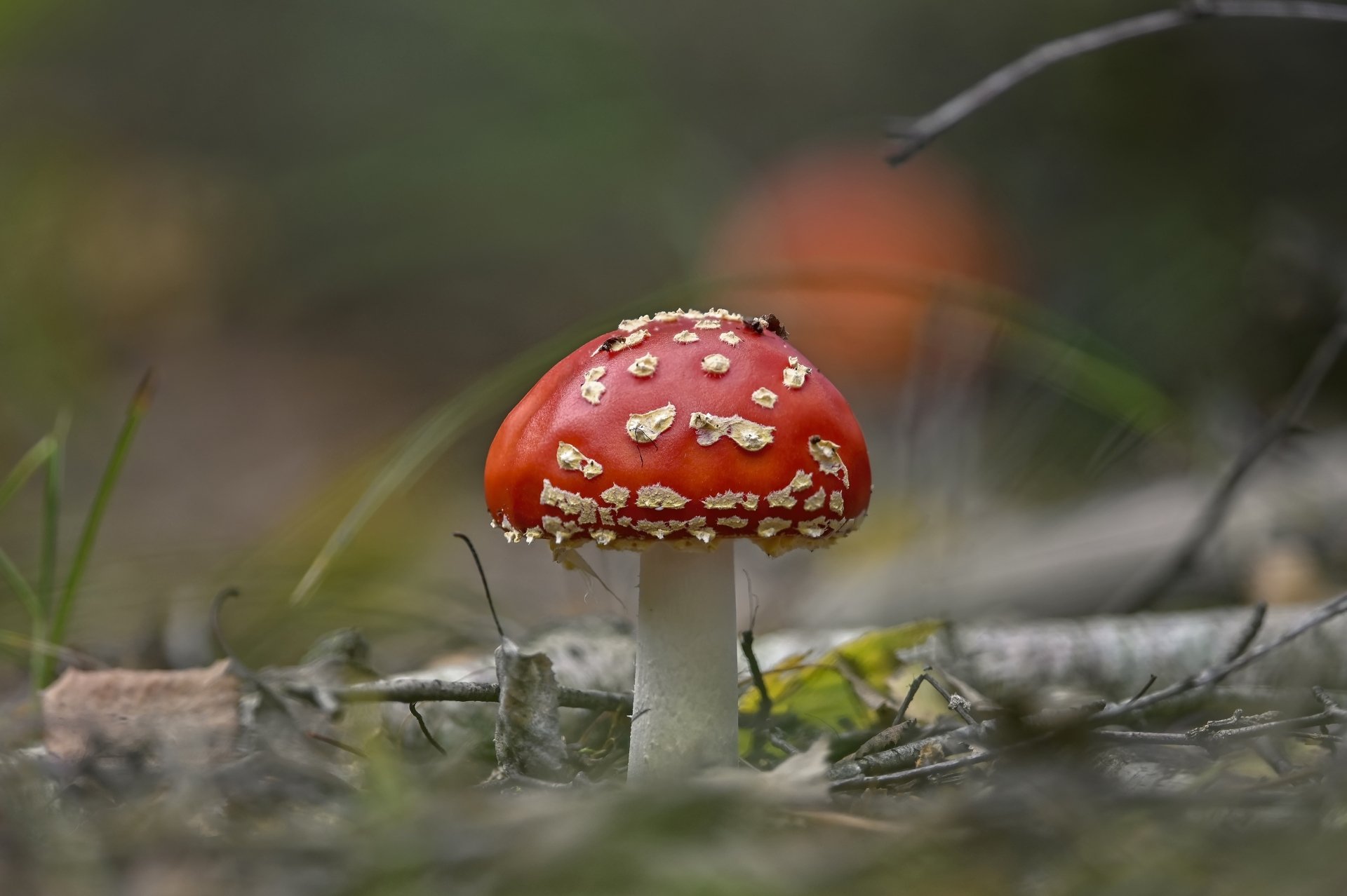 Download Fly Agaric Fall Close-up Nature Mushroom 4k Ultra HD Wallpaper