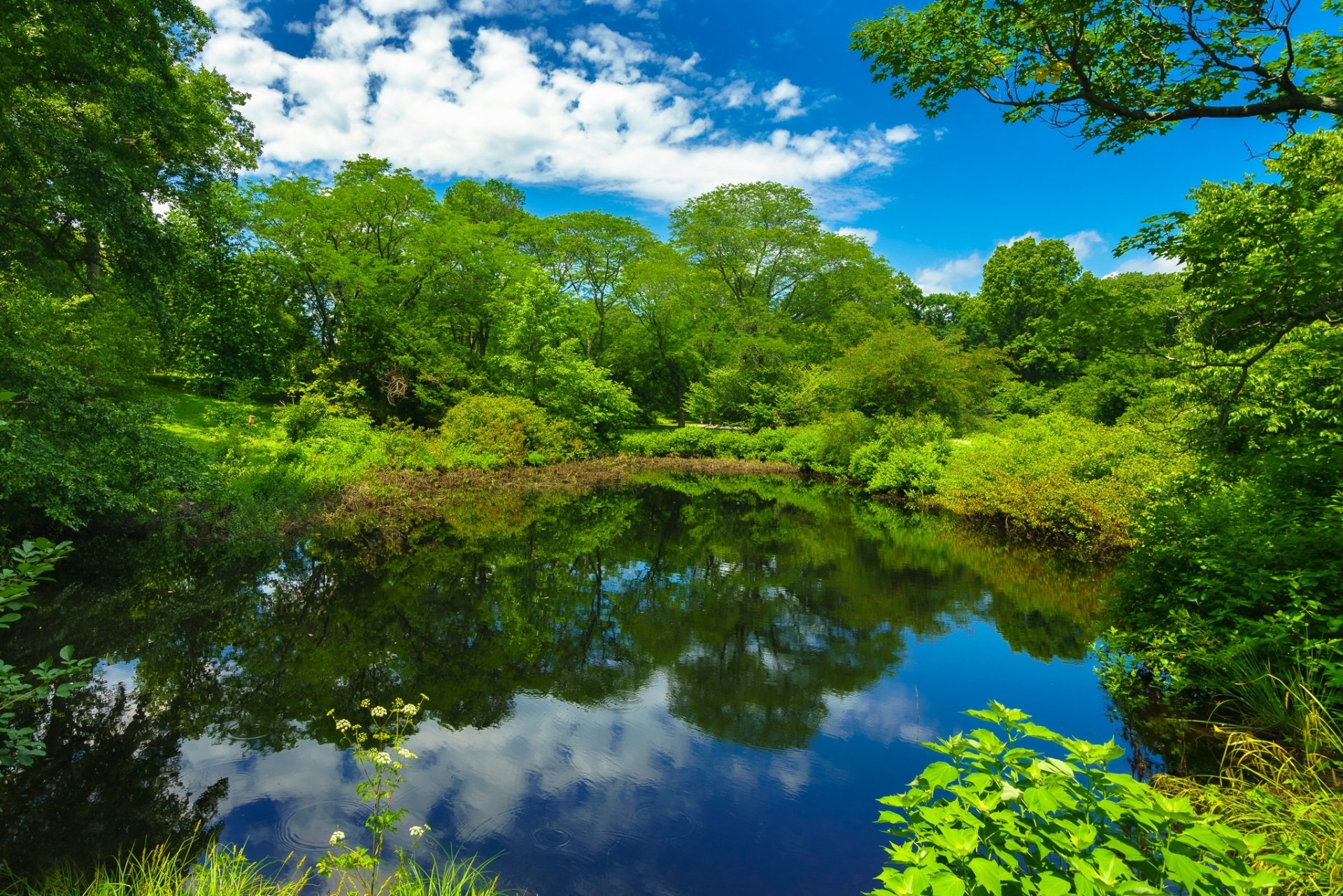 Download Cloud Massachusetts Boston Park Pond Tree Greenery Nature Reflection HD Wallpaper
