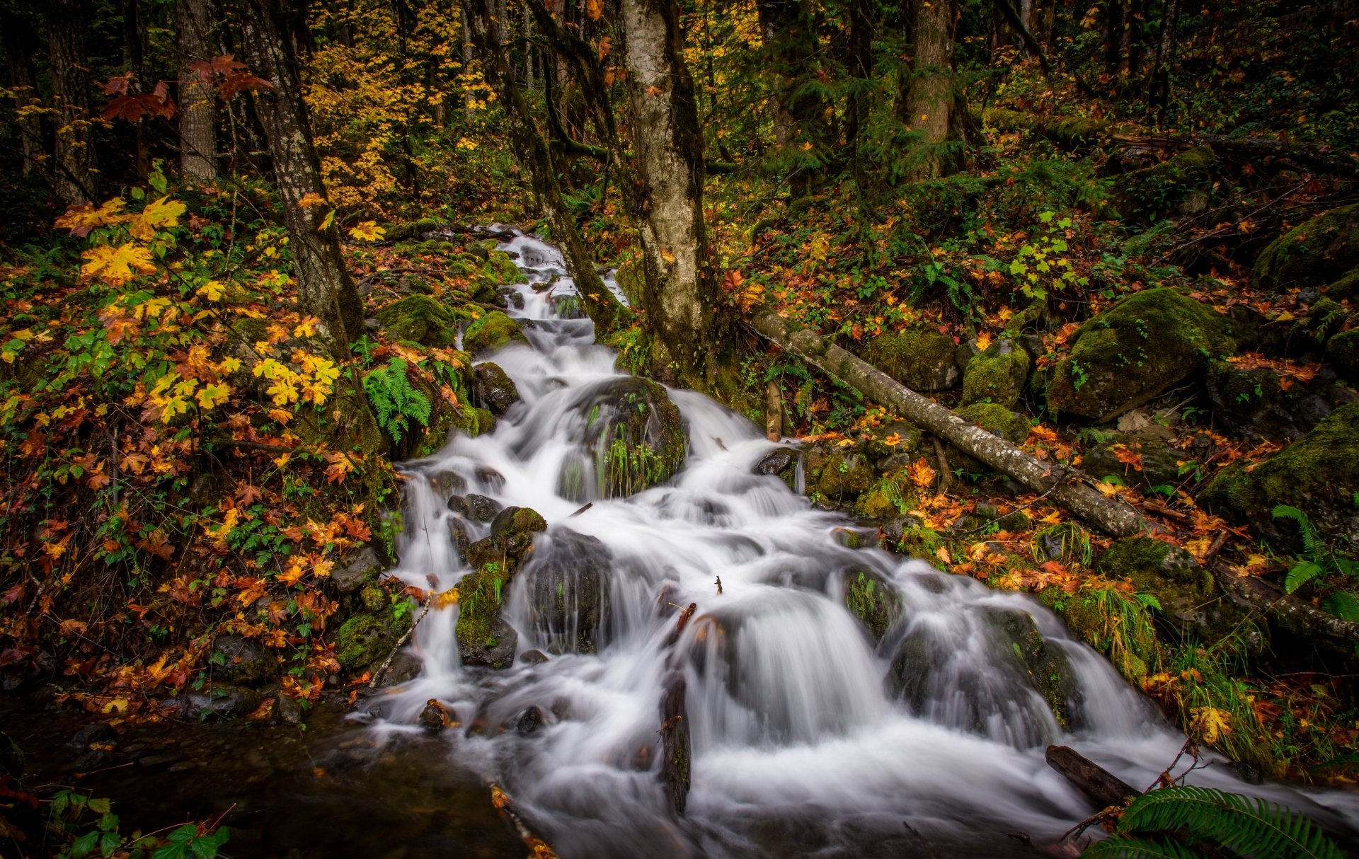Download Waterfall Stream Forest Nature Fall 4k Ultra HD Wallpaper ...