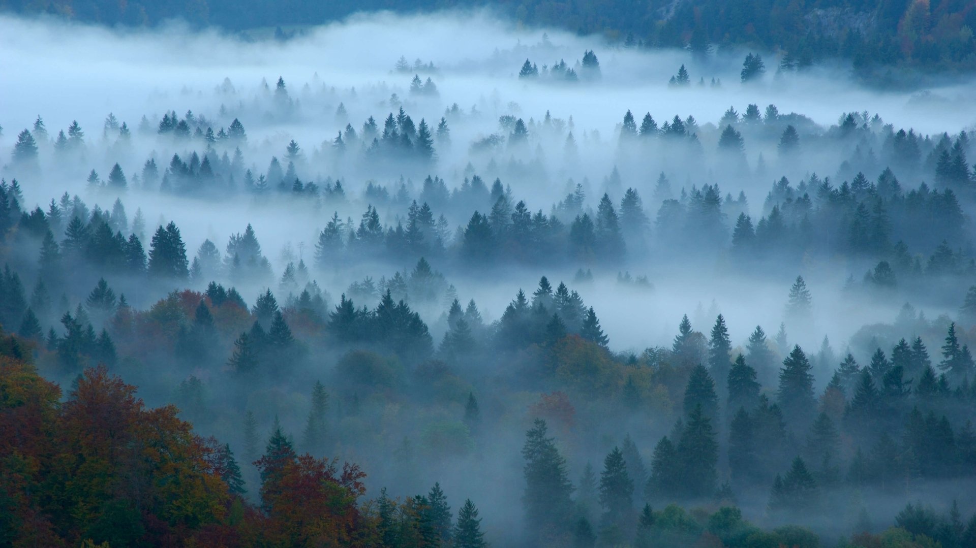 Download Nature Germany Forest Fog 4k Ultra HD Wallpaper