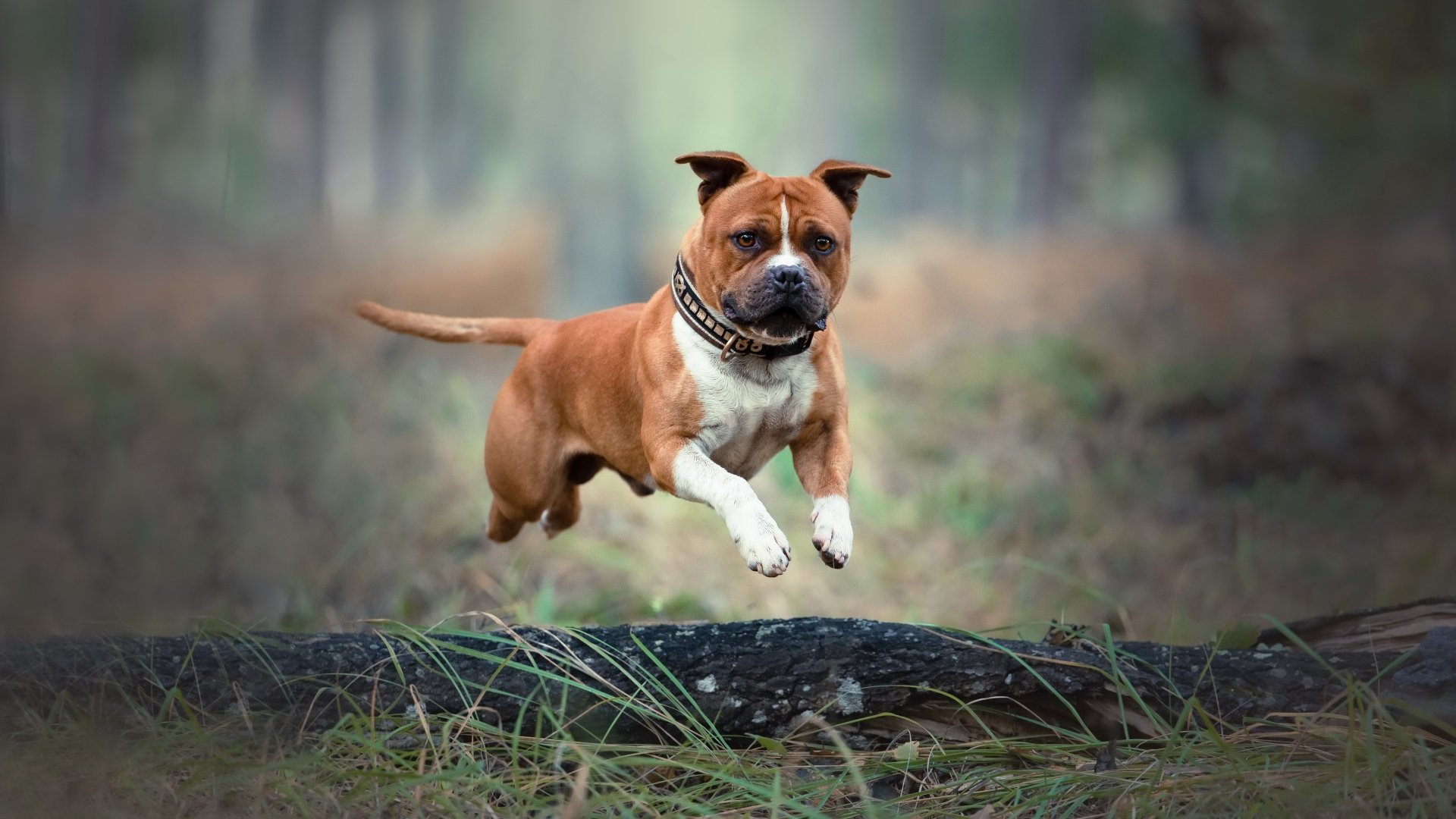 Download Dog Staffordshire Bull Terrier Animal Bull Terrier 4k Ultra HD Wallpaper