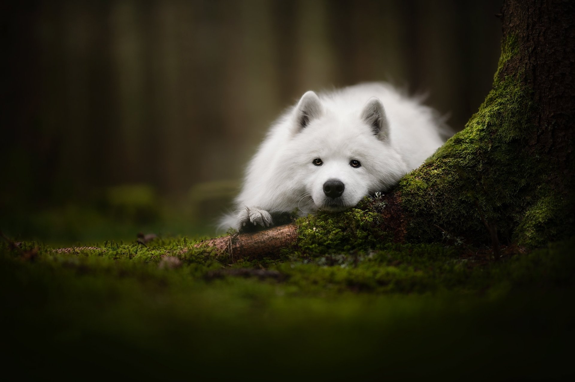 Download Dog Moss Animal Samoyed HD Wallpaper