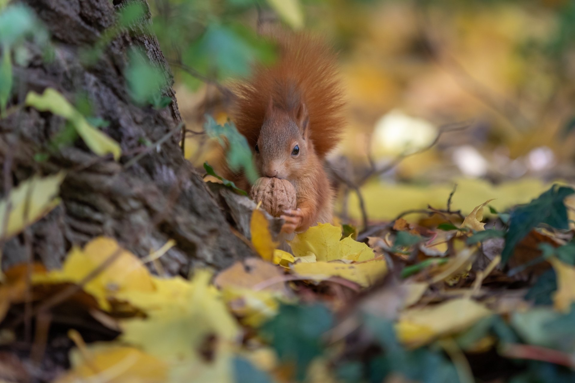 Download Rodent Nut Fall Animal Squirrel HD Wallpaper