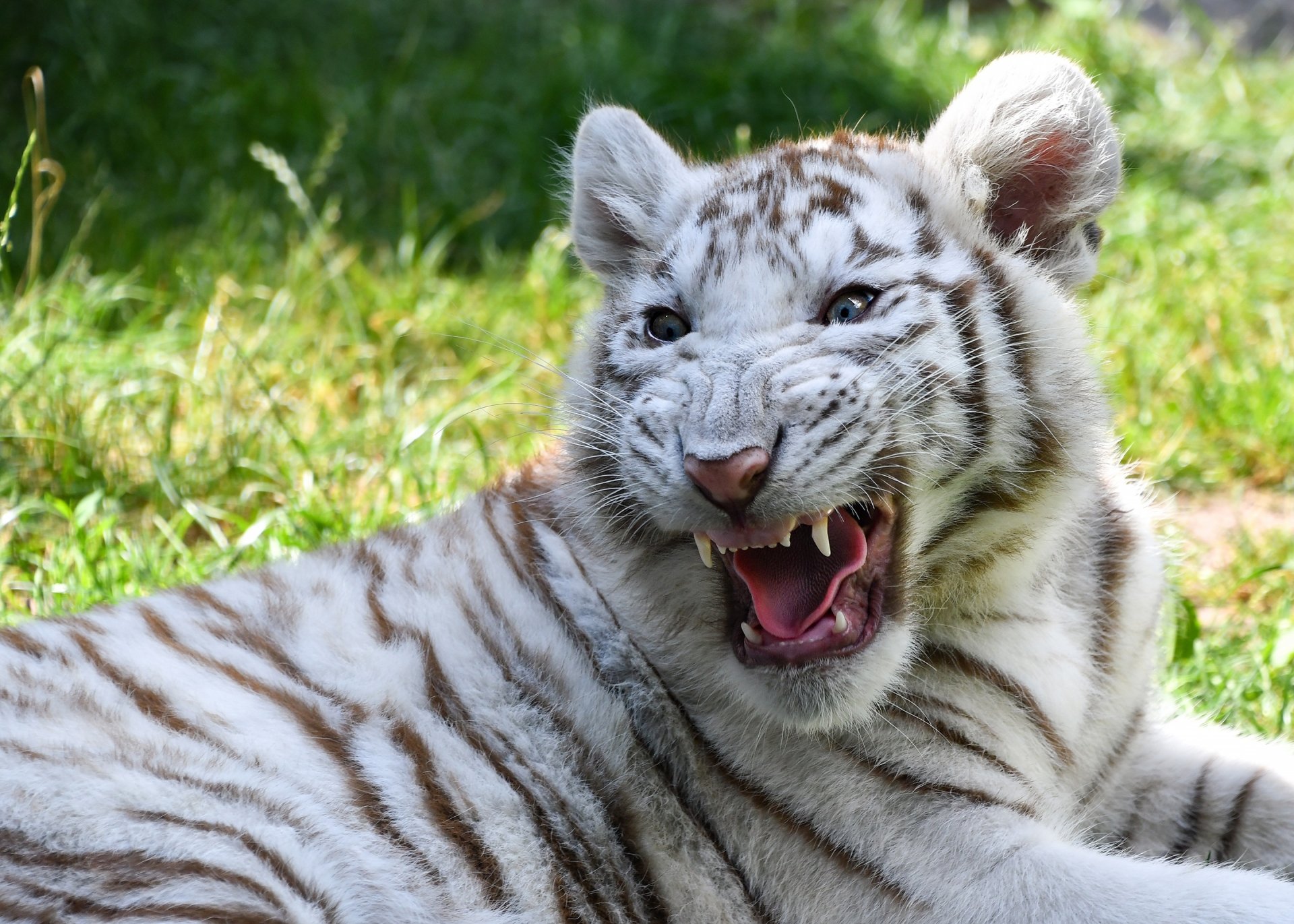 Download Roar Baby Animal Cub Tiger Animal White Tiger HD Wallpaper