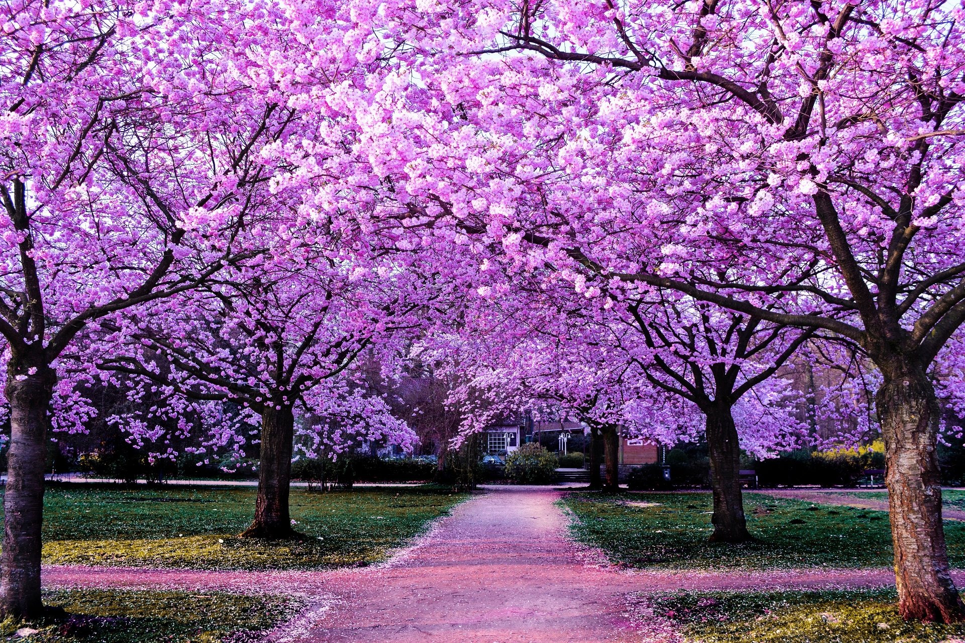 Cherry Blossom Tree Art Wallpaper