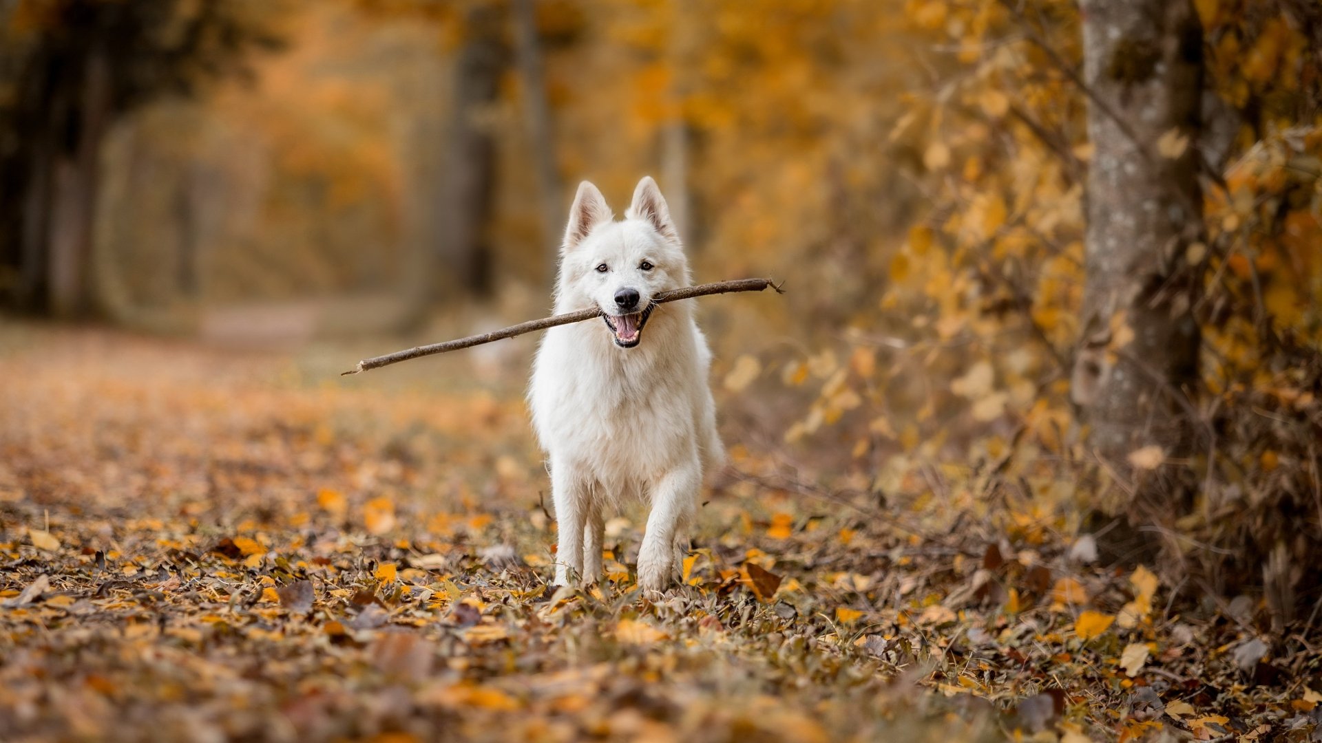 Download Dog Fall Animal Swiss Shepherd 4k Ultra HD Wallpaper