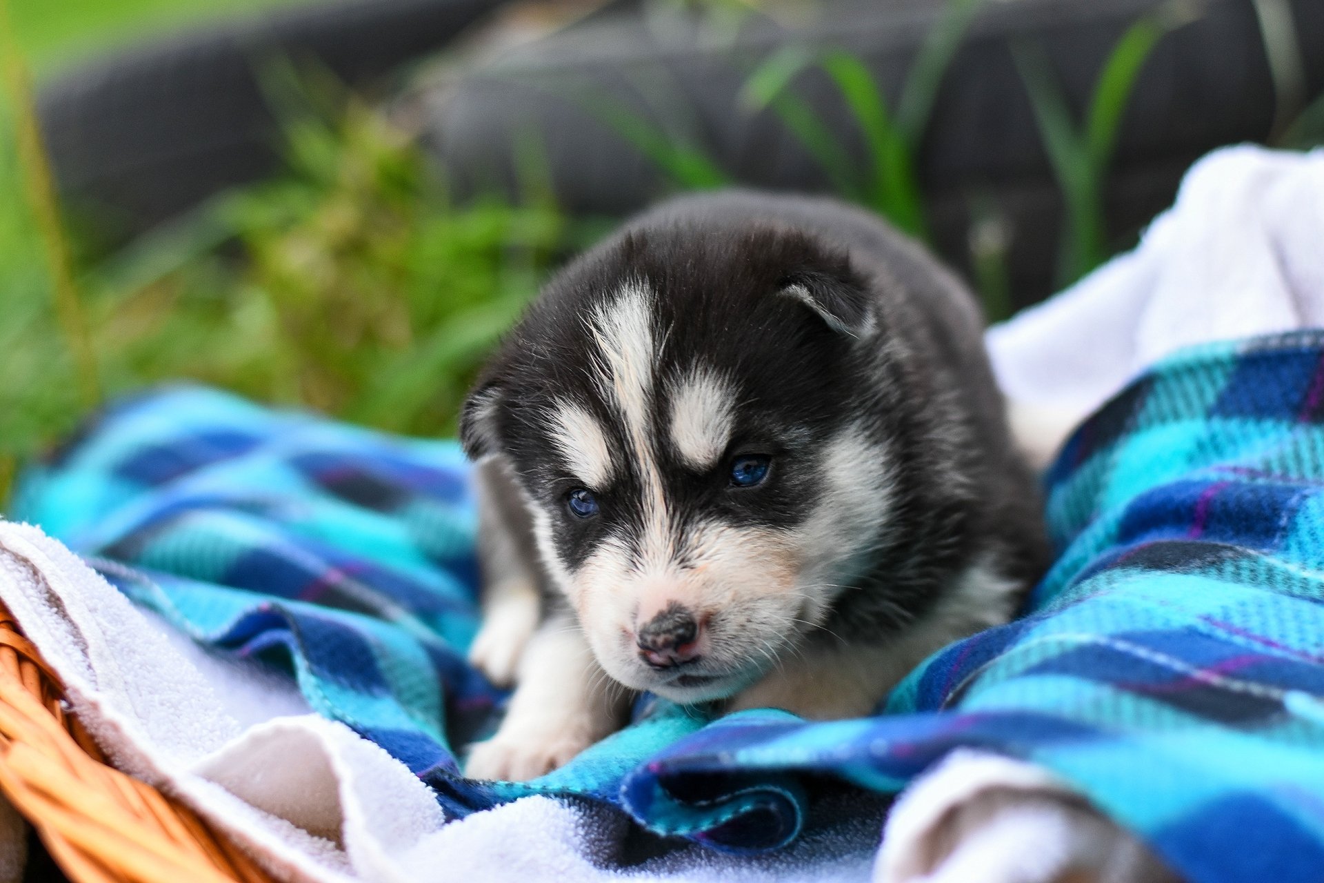 Husky HD Wallpaper | Background Image | 2560x1707