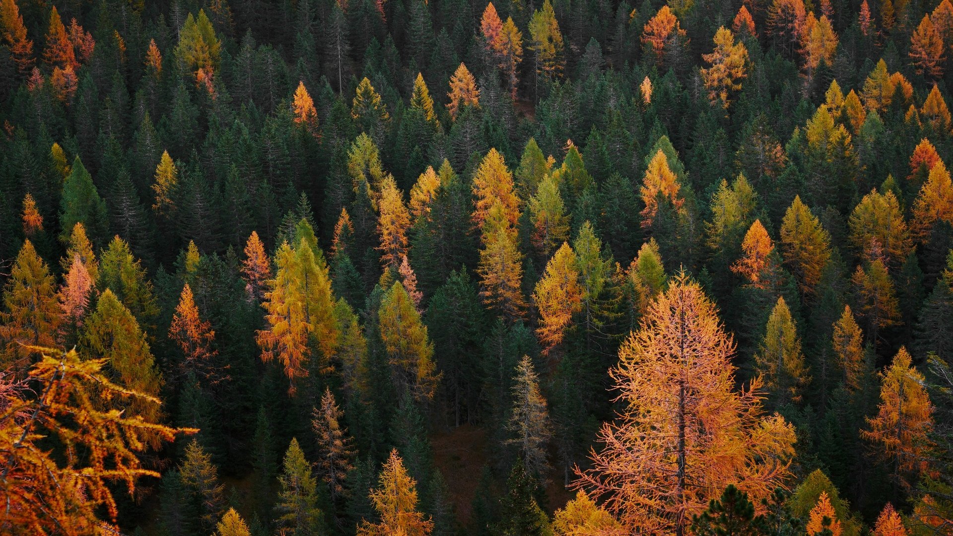 Download Aerial Forest Nature Fall 4k Ultra HD Wallpaper | 3840x2160 ...