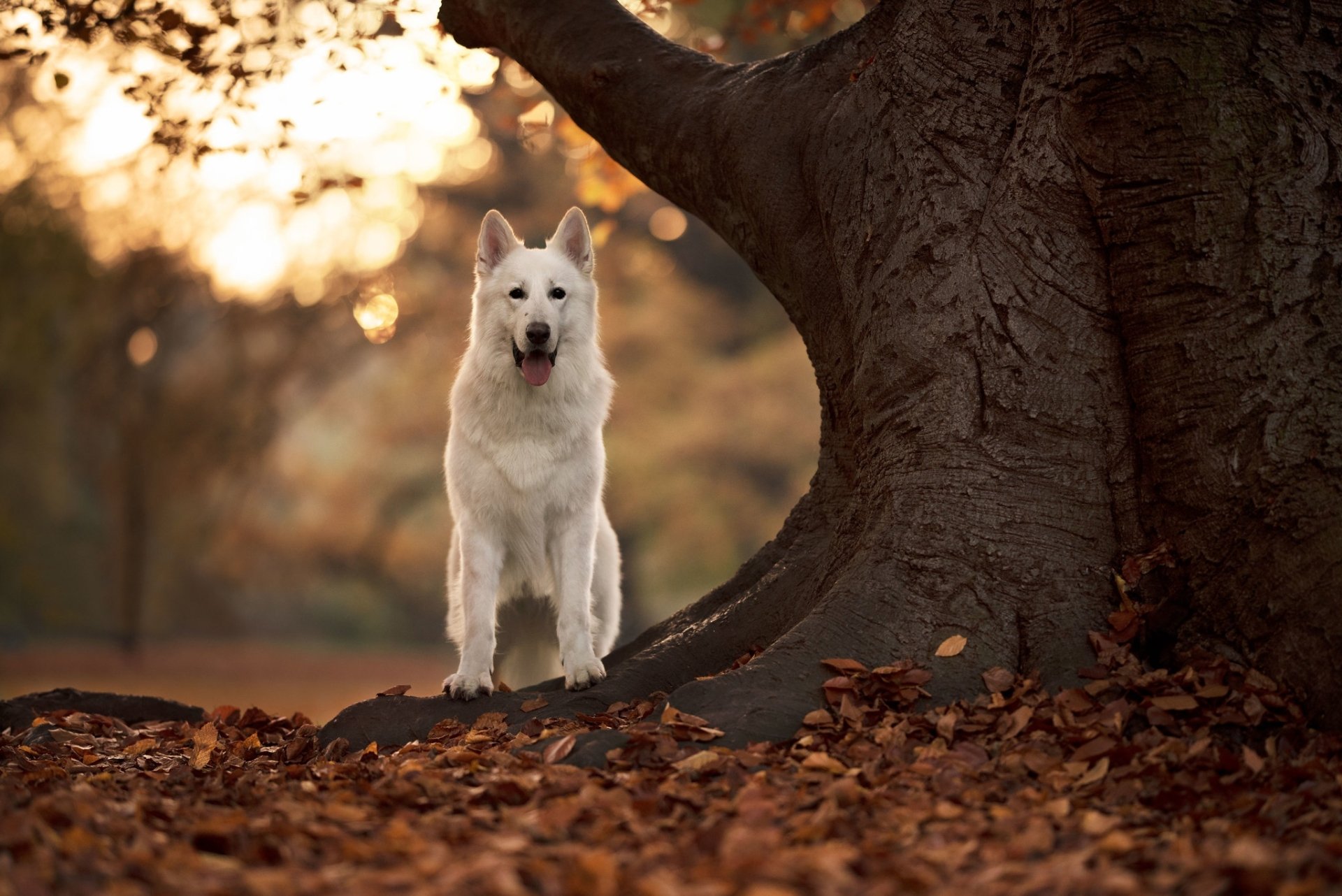 Animal Swiss Shepherd HD Wallpaper