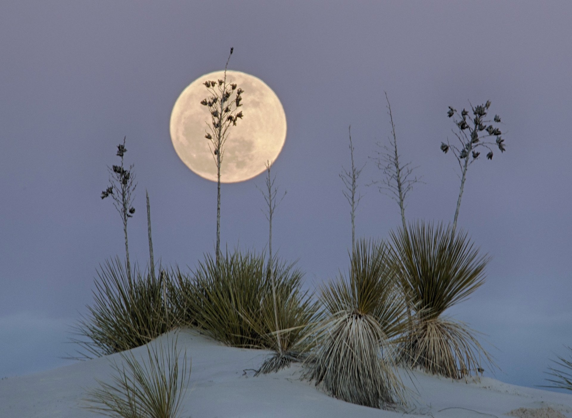 Full moon rises over yucca plants on white gypsum sand dunes at White Sands National Monument, New Mexico, USA — serene desert night HD desktop background.