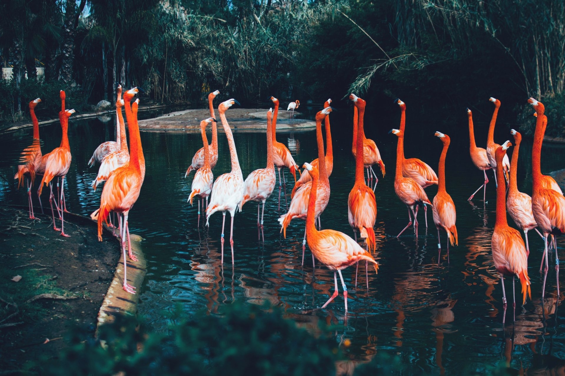 Download Bird Nature Water Animal Flamingo HD Wallpaper