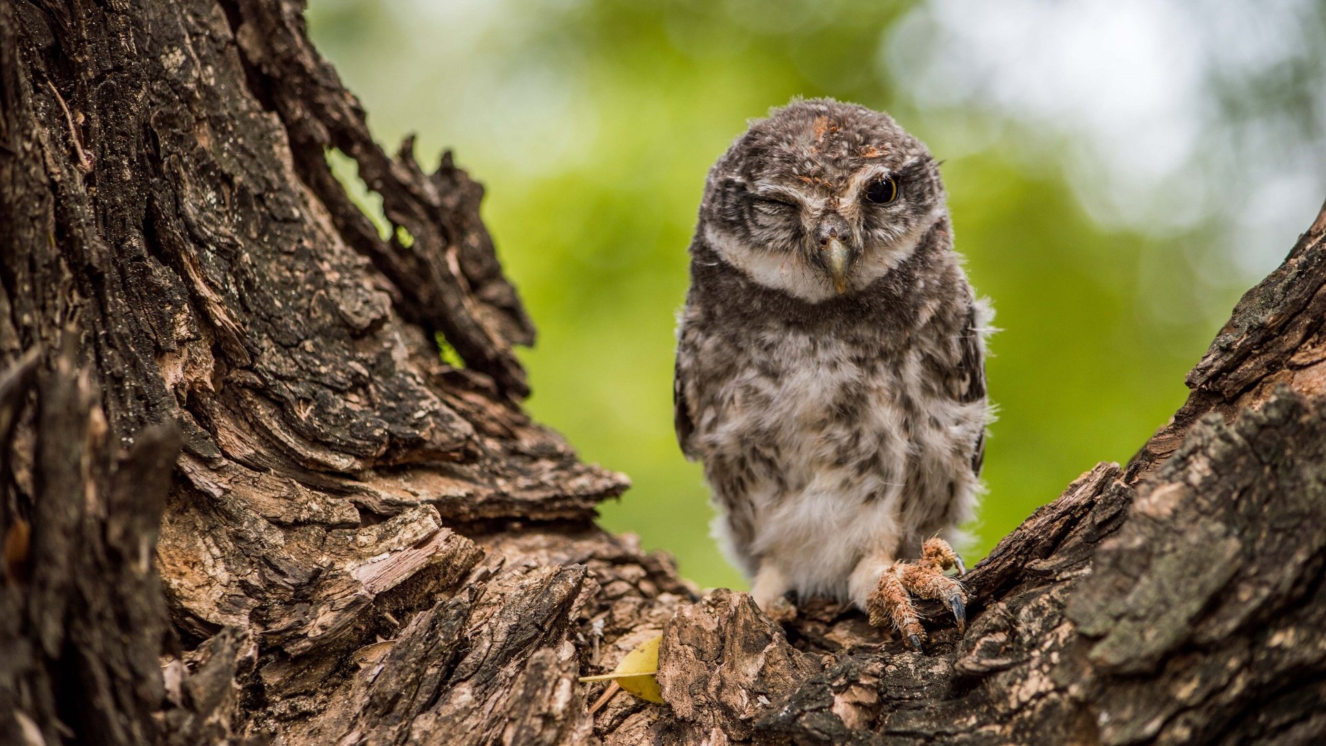 Download Trunk Bird Animal Owl 4k Ultra HD Wallpaper