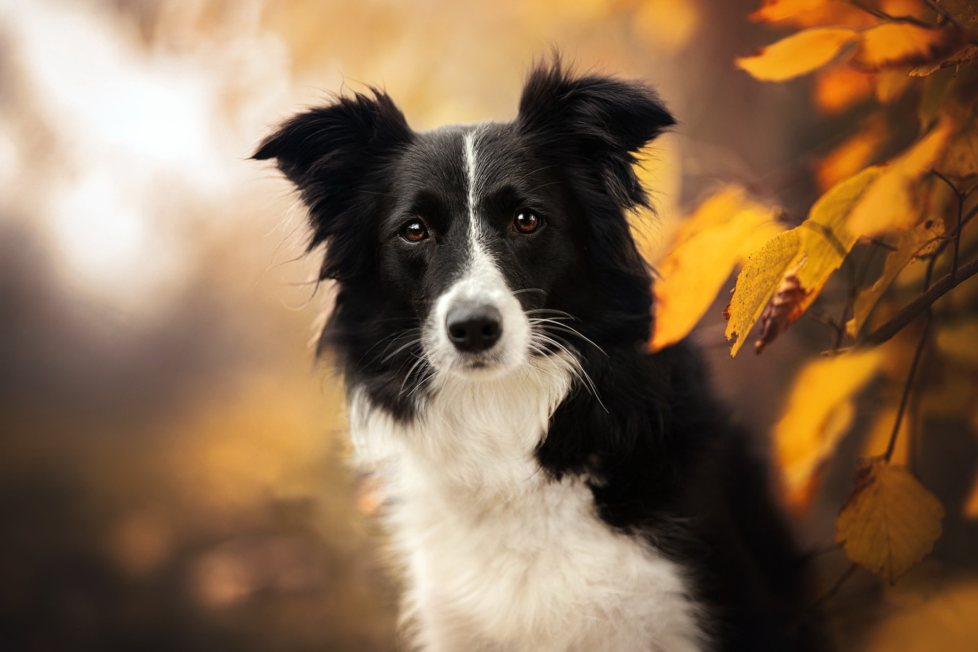 Download Depth Of Field Dog Animal Border Collie HD Wallpaper