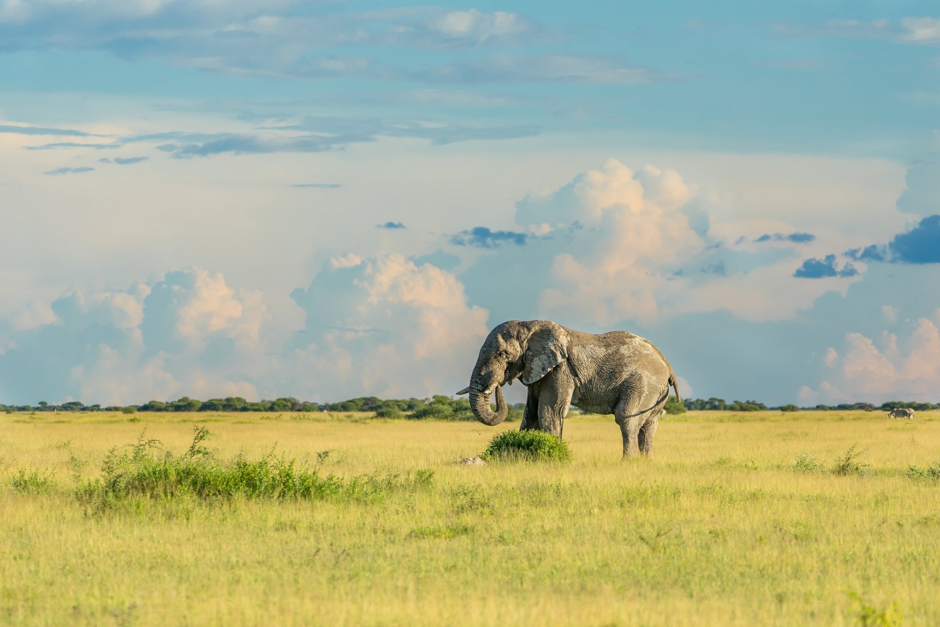 Download Savannah Animal African Bush Elephant 4k Ultra HD Wallpaper