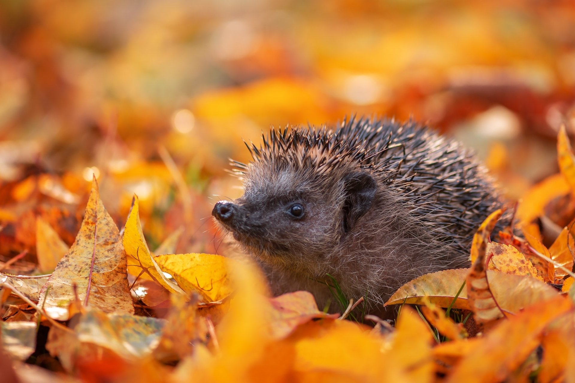 Download Leaf Fall Animal Hedgehog Hd Wallpaper